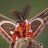 SirMoth